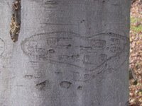 3rd carved tree.jpg