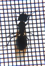 Winged_Ant04_sml.jpg