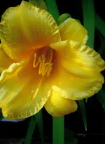 Yellow_Day-Lily_Avertical_PSLGsml.webp