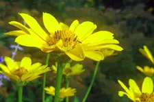 Yellow_Flower03_PSLGsml.webp