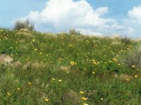 arizona spring flowers.JPG