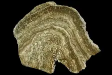 stromatolite1.webp