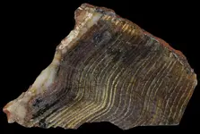 stromatolite2.webp