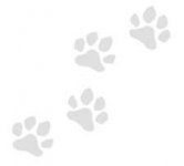 paws1_121876457862115123.jpg