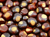 Seeds-buckeye-tree-resemblance-deer-eye.png