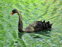 black swan 2.JPG