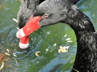 black swan 3.JPG