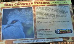 blue crowned pigeons 1.JPG