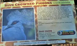 blue crowned pigeons 1.webp