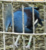 blue crowned pigeons 2.JPG