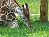 giraffe 2.webp