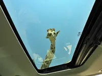 giraffe 6.webp