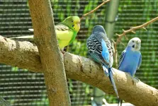 parakeet 2.webp