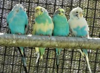 parakeet 5.JPG