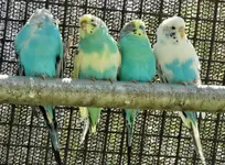 parakeet 5.webp