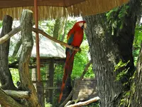 parrot 3.webp