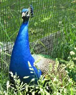 peacock 1.webp