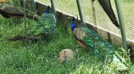 peacock 3.webp