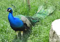 peacock 4.webp