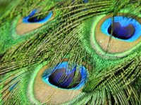 peacock 8.JPG