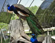 peacock 10.webp