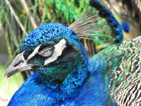 peacock 11.webp