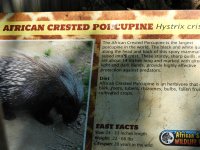 porcupine 2.JPG