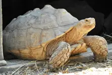 tortoise 1.webp