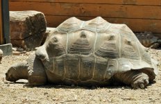 tortoise 2.JPG