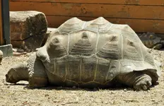 tortoise 2.webp