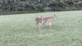 fawns.jpg