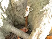 metal at the base of tree.webp