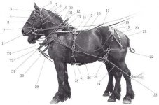 Horse team harness.jpg