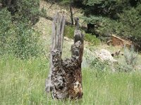 Axe Notched Stump.jpg