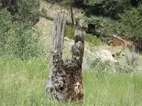 Axe Notched Stump.webp