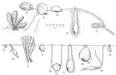 mollusc substrate_relations.webp