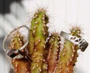 Silver rings cactus sm.JPG