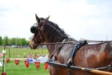 horsegear_Buggy-harness_Buggy-poles_rein-reinguides-terrets_Wikipedia.jpg