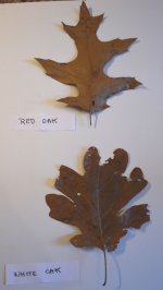 leaves 1.jpg