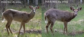 Patch May 18 & 23  2024.jpg