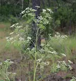 Poison Hemlock 1.jpg