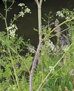 Poison Hemlock 2.jpg