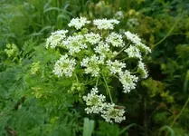 Poison Hemlock 3.webp