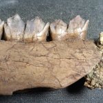 DeerJaw-TripleMolar-WScale-13-FossilizedChecking.JPG