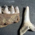 DeerJaw-TripleMolar-WScale-12-WFossilizedTigerSharkTooth-Best.JPG