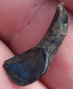 Fossil-incisor-3.JPG