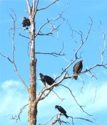 Vultures & Crow.JPG