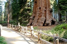 SequoiaNPS-005-Lincoln-Tree-sm.jpg