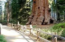 SequoiaNPS-005-Lincoln-Tree-sm.webp