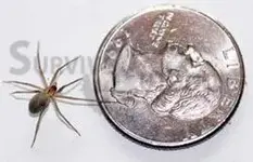 brown recluse.webp